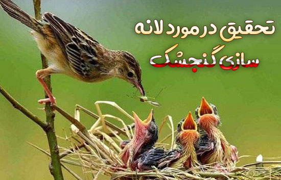 تحقیق در مورد لانه سازی گنجشک