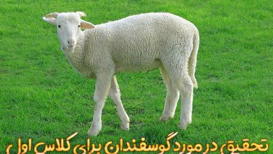 تحقیق در مورد گوسفندان برای کلاس اول