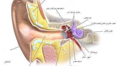 تحقیق در مورد گوش انسان