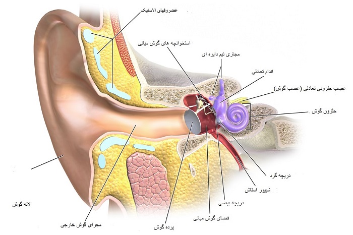 تحقیق در مورد گوش انسان