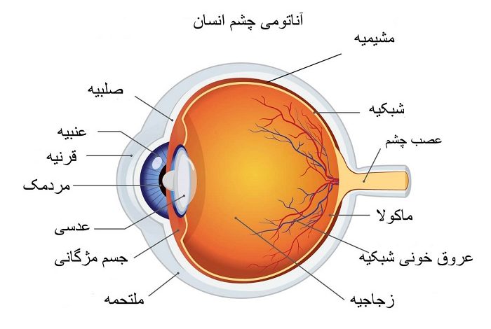 تحقیق درباره چشم کلاس پنجم