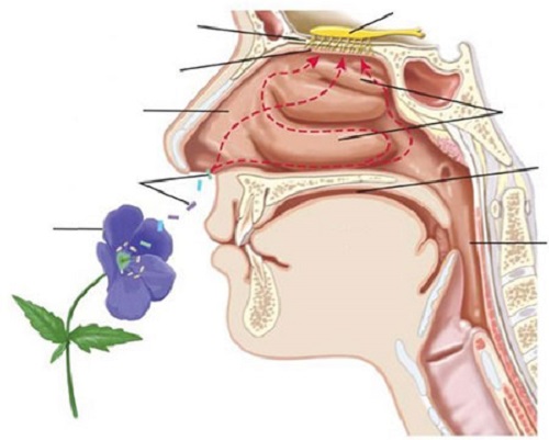 حس بویایی