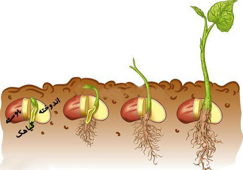 تحقیق درباره دانه ها