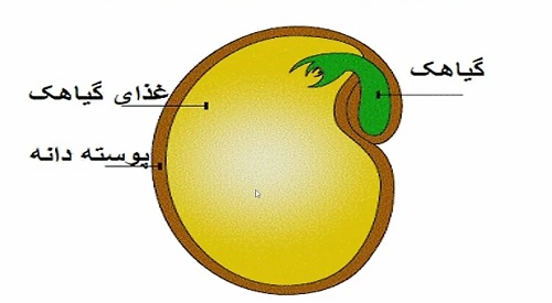 تحقیق درباره دانه ها 