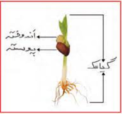 تحقیق درباره دانه ها 