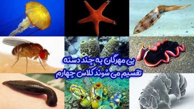 بی مهرگان به چند دسته تقسیم می شوند کلاس چهارم