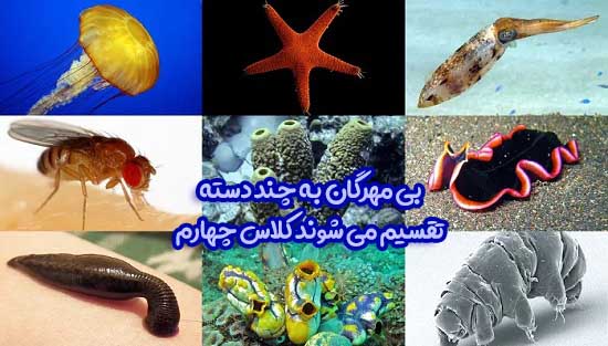 بی مهرگان به چند دسته تقسیم می شوند کلاس چهارم