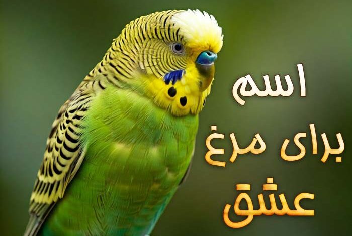 اسم برای مرغ عشق