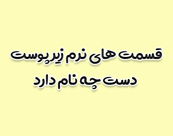 قسمت های نرم زیر پوست دست چه نام دارد