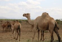 تحقیق دانش آموزی در مورد شتر مناسب تمام پایه های تحصیلی