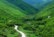 تحقیق در مورد جنگل برای کیست کلاس ششم
