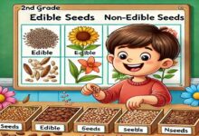 تحقیق در مورد دانه های خوراکی و غیر خوراکی کلاس دوم