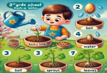 تحقیق در مورد کاشت لوبیا کلاس دوم