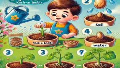 تحقیق در مورد کاشت لوبیا کلاس دوم
