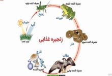 تحقیق در مورد زنجیره غذایی کلاس ششم