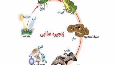 تحقیق در مورد زنجیره غذایی کلاس ششم