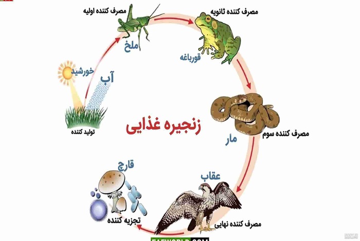 تحقیق در مورد زنجیره غذایی کلاس ششم