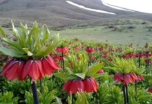 تحقیق در مورد فریدن (شهر داران)