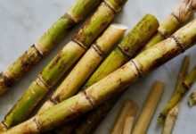 تحقیق کوتاه و مختصر درباره گیاه نیشکر