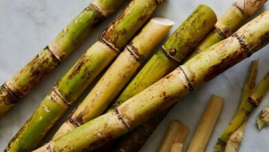 تحقیق کوتاه و مختصر درباره گیاه نیشکر