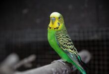تحقیق در مورد مرغ عشق برای کلاس سوم