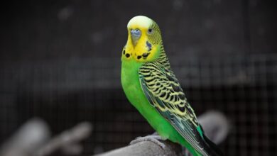 تحقیق در مورد مرغ عشق برای کلاس سوم
