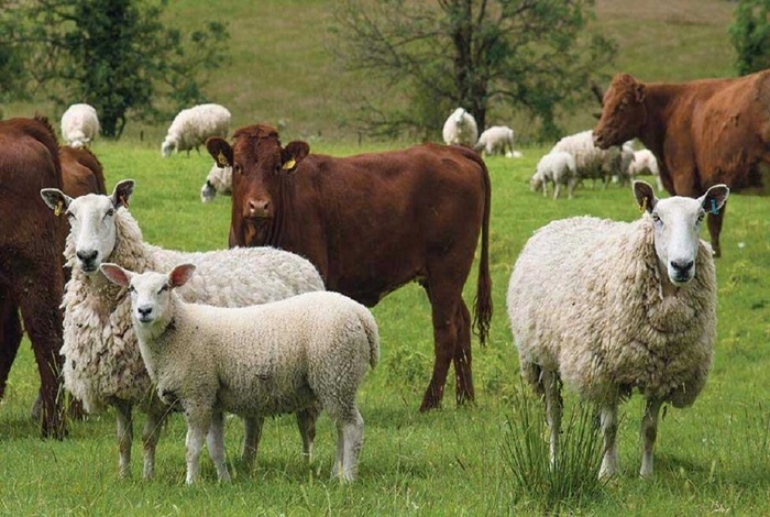 تحقیق در مورد چرای دام کلاس پنجم
