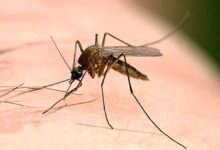 تحقیق درباره سالک کلاس ششم + علائم و انواع آن