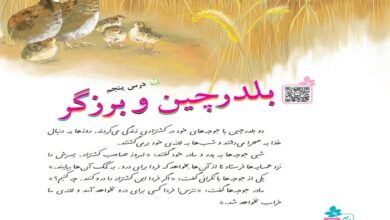 معنی کلمات درس بلدرچین و برزگر فارسی سوم + هم خانواده و مخالف
