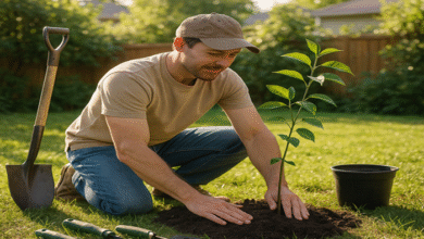 تعبیر خواب کاشتن درخت در حیاط خانه
