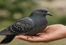 تعبیر خواب گرفتن کبوتر در دست
