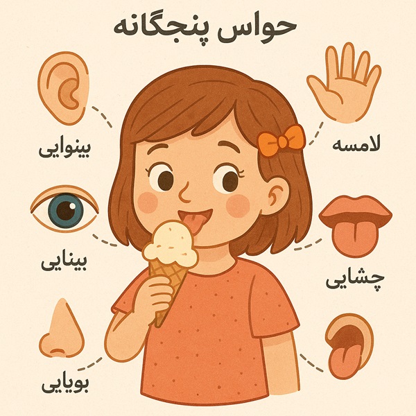 توضیح حواس پنجگانه برای کودکان + عکس نقاشی حواس پنگجانه دوم