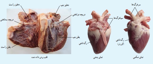 جواب آزمایش کنید صفحه ۱۲۸ علوم هفتم
