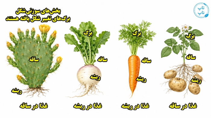 جواب خود را بیازمایید صفحه ۱۳۷ فصل ۱۲ علوم نهم
