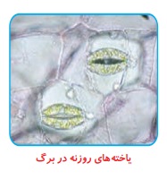 جواب سوال صفحه ۷۸ علوم ششم