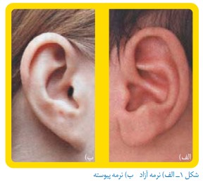 جواب سوالات صفحه ۵۶ علوم هشتم