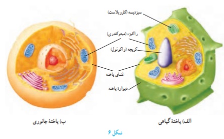 جواب فعالیت صفحه ۱۰۴ علوم هفتم
