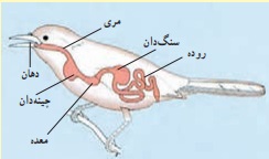 جواب فعالیت صفحه ۱۱۸ علوم هفتم
