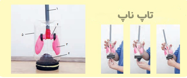 جواب فعالیت صفحه ۱۳۳ علوم هفتم
