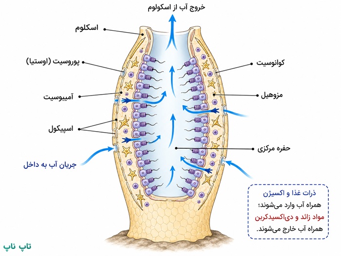 جواب فعالیت صفحه ۱۴۳ فصل ۱۳ علوم نهم