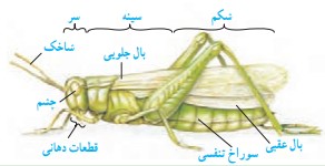 جواب فعالیت صفحه ۱۴۹ فصل سیزدهم علوم نهم