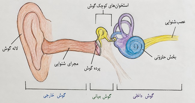جواب فعالیت صفحه ۳۸ فصل پنجم علوم هشتم