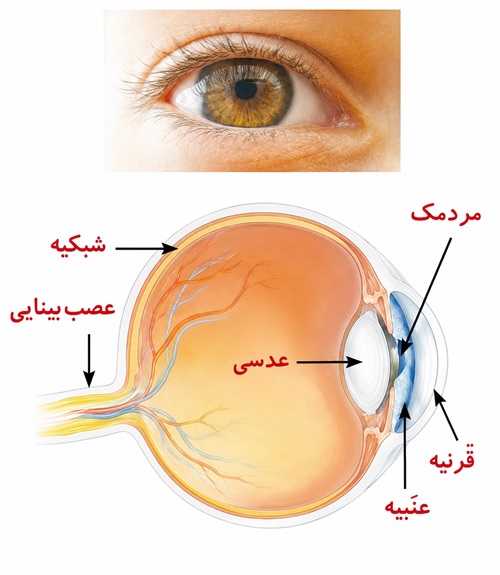 جواب فعالیت صفحه ۴۶ علوم پنجم