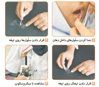 جواب فعالیت صفحه ۷۹ علوم چهارم
