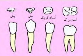 جواب فکر کنید صفحه ۱۱۸ علوم هفتم
