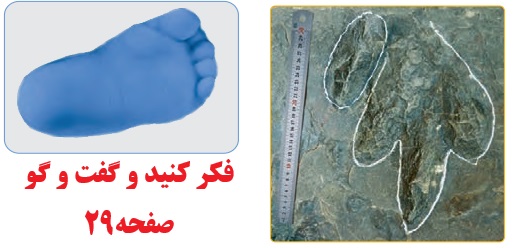 جواب فکر کنید صفحه ۲۹ علوم پنجم
