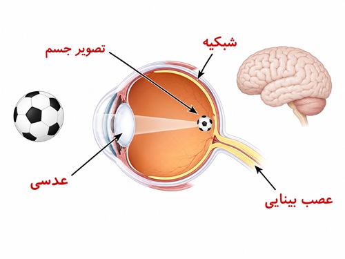 جواب گفت و گو صفحه ۴۷ علوم پنجم
