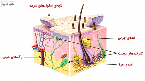 جواب گفت و گو صفحه ۵۹ علوم پنجم
