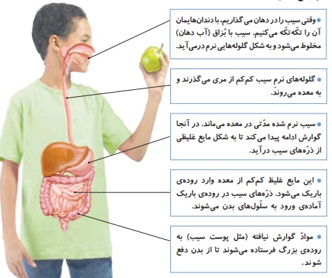 جواب گفت و گو صفحه ۸۱ علوم چهارم
