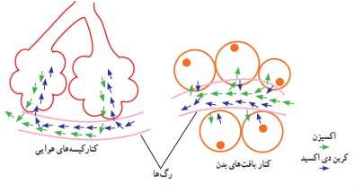 جواب گفت و گو کنید صفحه ۱۳۵ علوم هفتم
